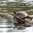 Gelbwangenschildkröte