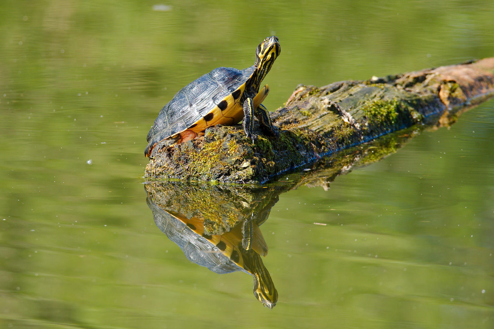 Gelbwangenschildkröte ...