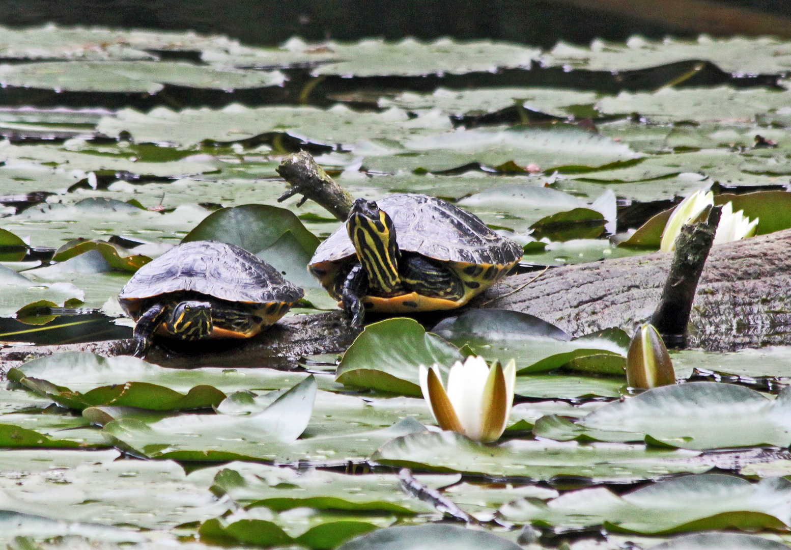 Gelbwangenschildkröten, frei lebend