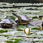 Gelbwangenschildkröten, frei lebend