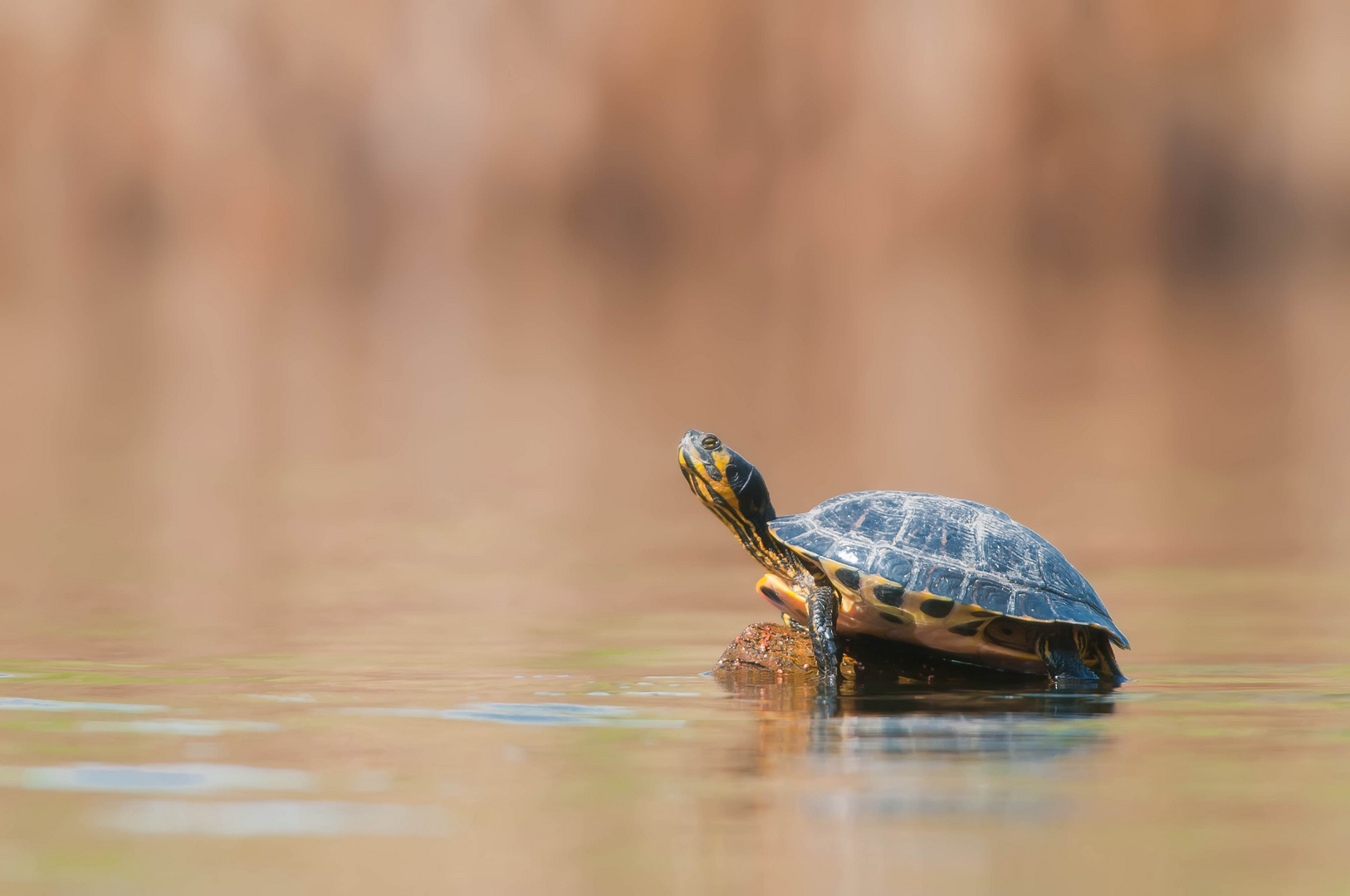 Gelbwangenschmuckschildkröte