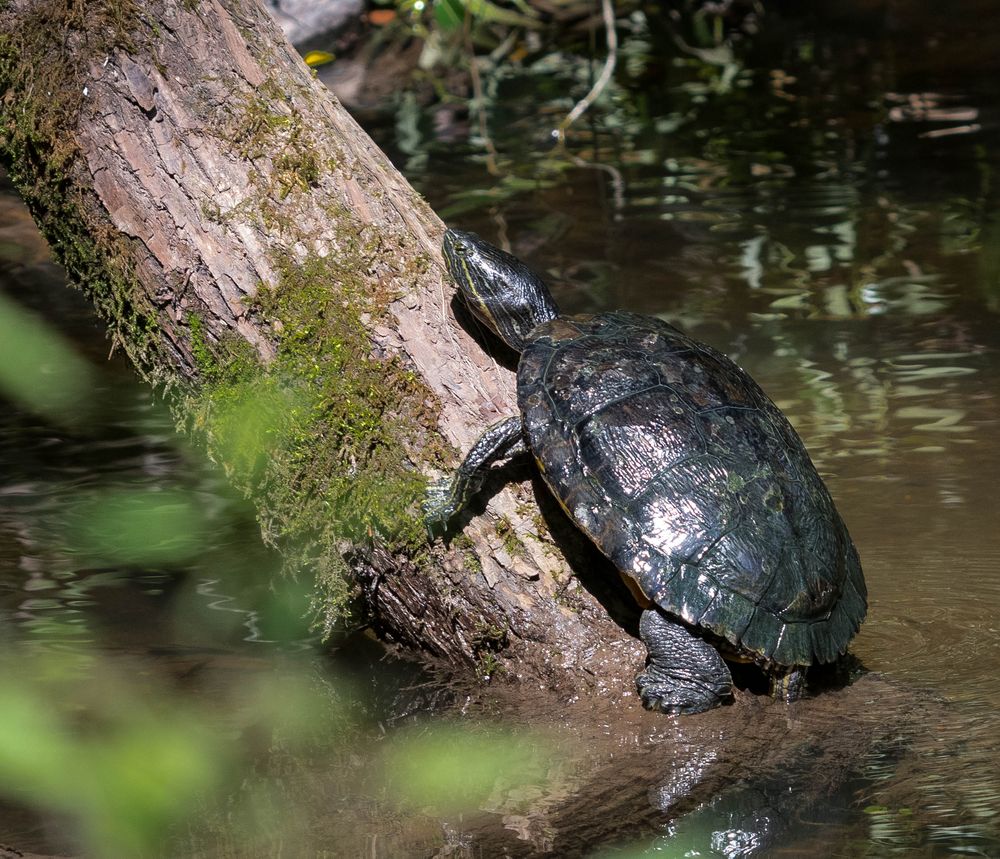 Gelbwangenschmuckschildkröte