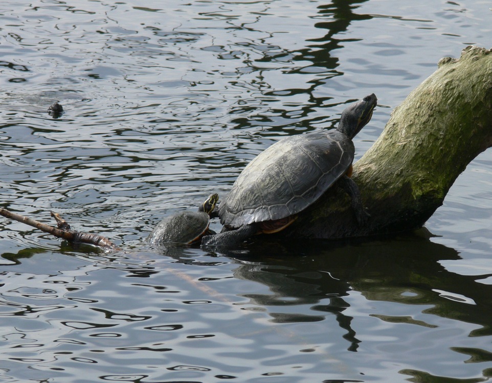 Gelbwangenschmuckschildkröten