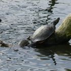 Gelbwangenschmuckschildkröten