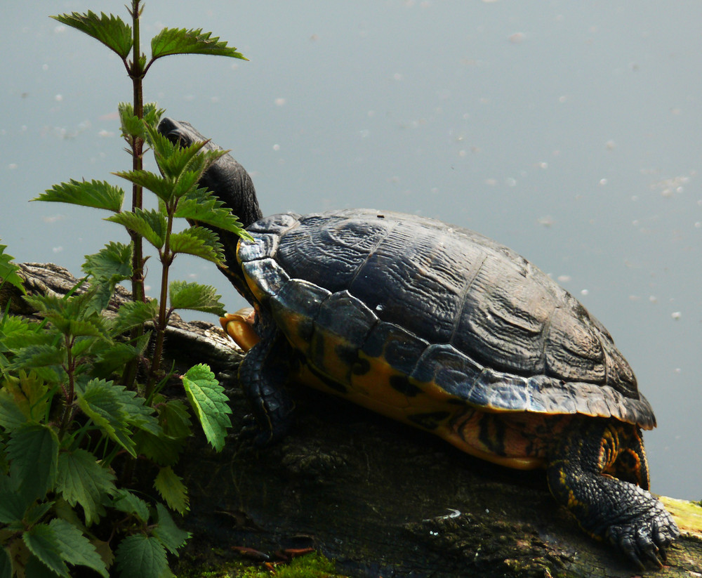 Gelbwangenwasserschildkröte im Georgengarten