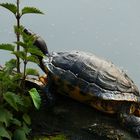 Gelbwangenwasserschildkröte im Georgengarten