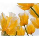 gelb/weiß gestreife Tulpen