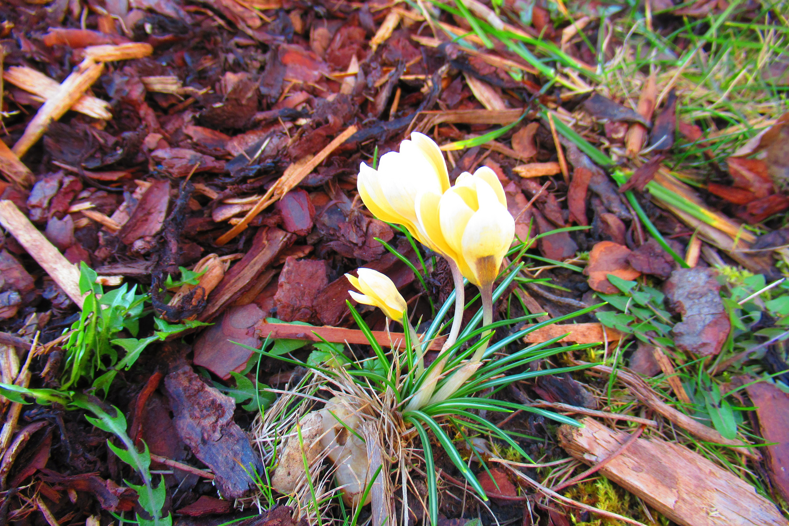 Gelbweiße Krokusse im Rindenmulch