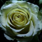 gelb/weiße Rose