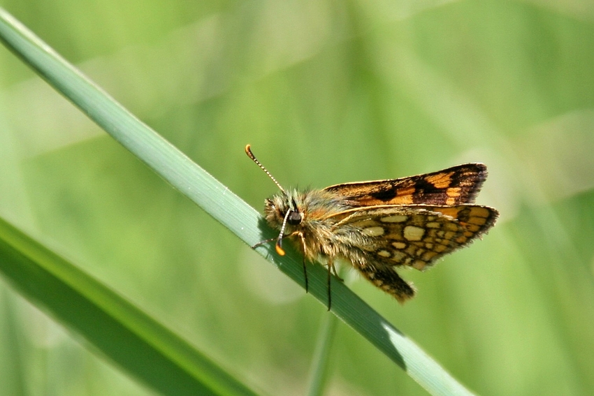 Gelbwürfelige Dickkopffalter (Carterocephalus palaemon)