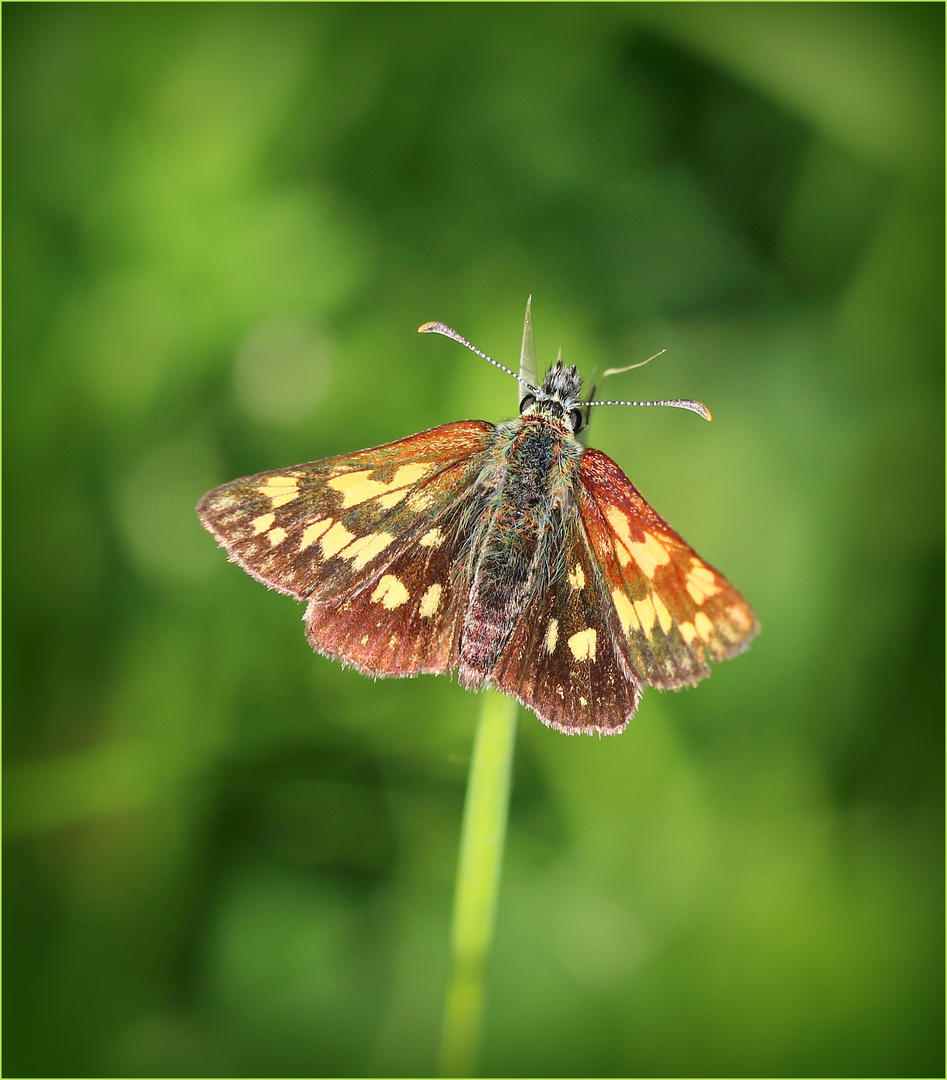 Gelbwürfelige Dickkopffalter (Carterocephalus palaemon).