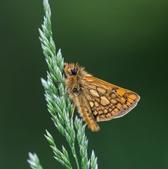 Gelbwürfeliger Dickkkopffalter