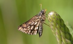 gelbwürfeliger dickkopf