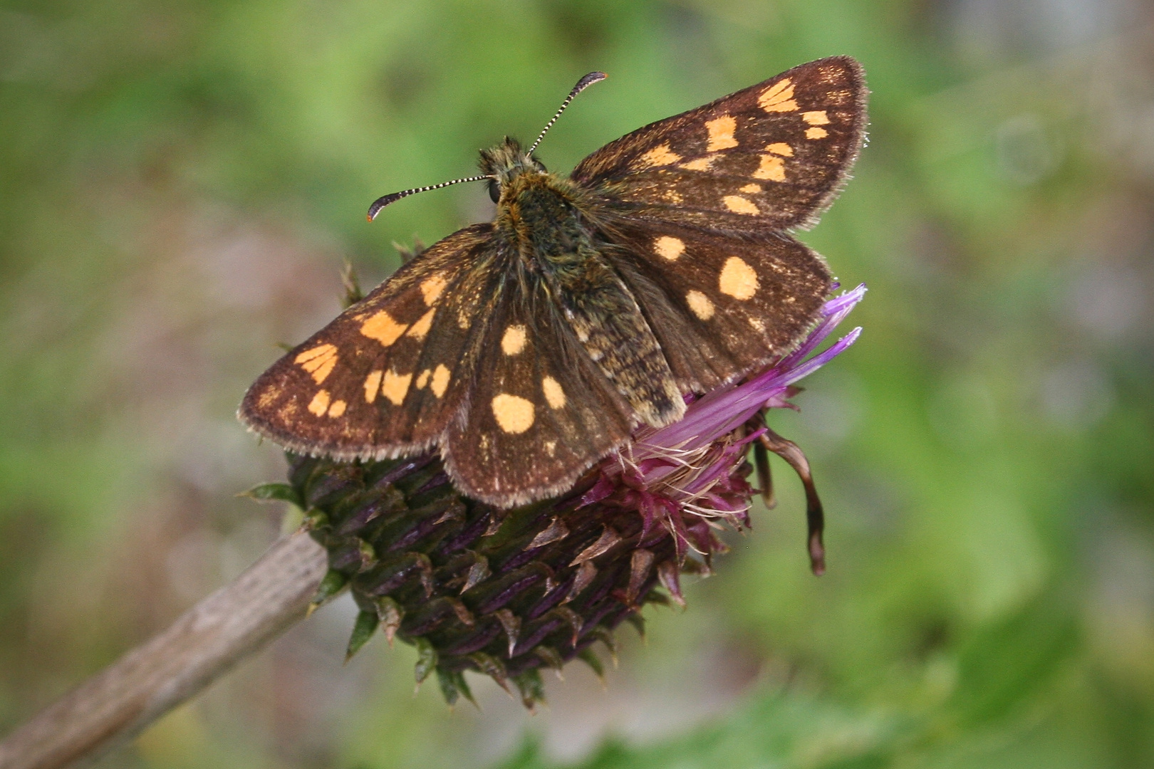 Gelbwürfeliger Dickkopfalter (IMG_7303_ji)