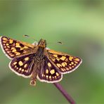 Gelbwürfeliger Dickkopffalter