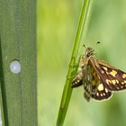 Gelbwürfeliger Dickkopffalter bei der Eiablage