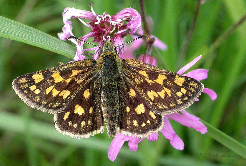 Gelbwürfeliger Dickkopffalter (Carterocephalus palaemon)