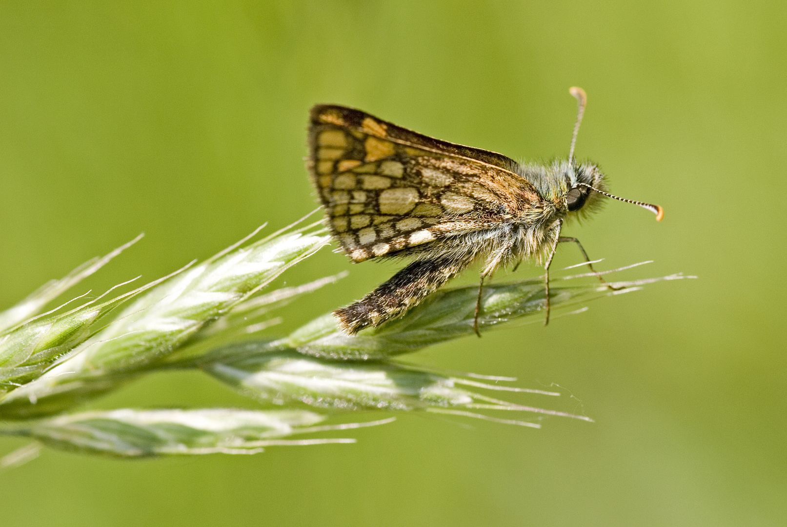 Gelbwürfeliger Dickkopffalter (Carterocephalus palaemon)