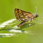 Gelbwürfeliger Dickkopffalter (Carterocephalus palaemon)