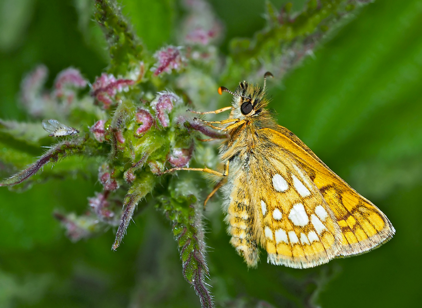 Gelbwürfeliger Dickkopffalter (Carterocephalus palaemon) (1. Foto) - L'Hespérie du brome.