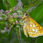 Gelbwürfeliger Dickkopffalter (Carterocephalus palaemon) (1. Foto) - L'Hespérie du brome.