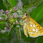 Gelbwürfeliger Dickkopffalter (Carterocephalus palaemon) (1. Foto) - L'Hespérie du brome.