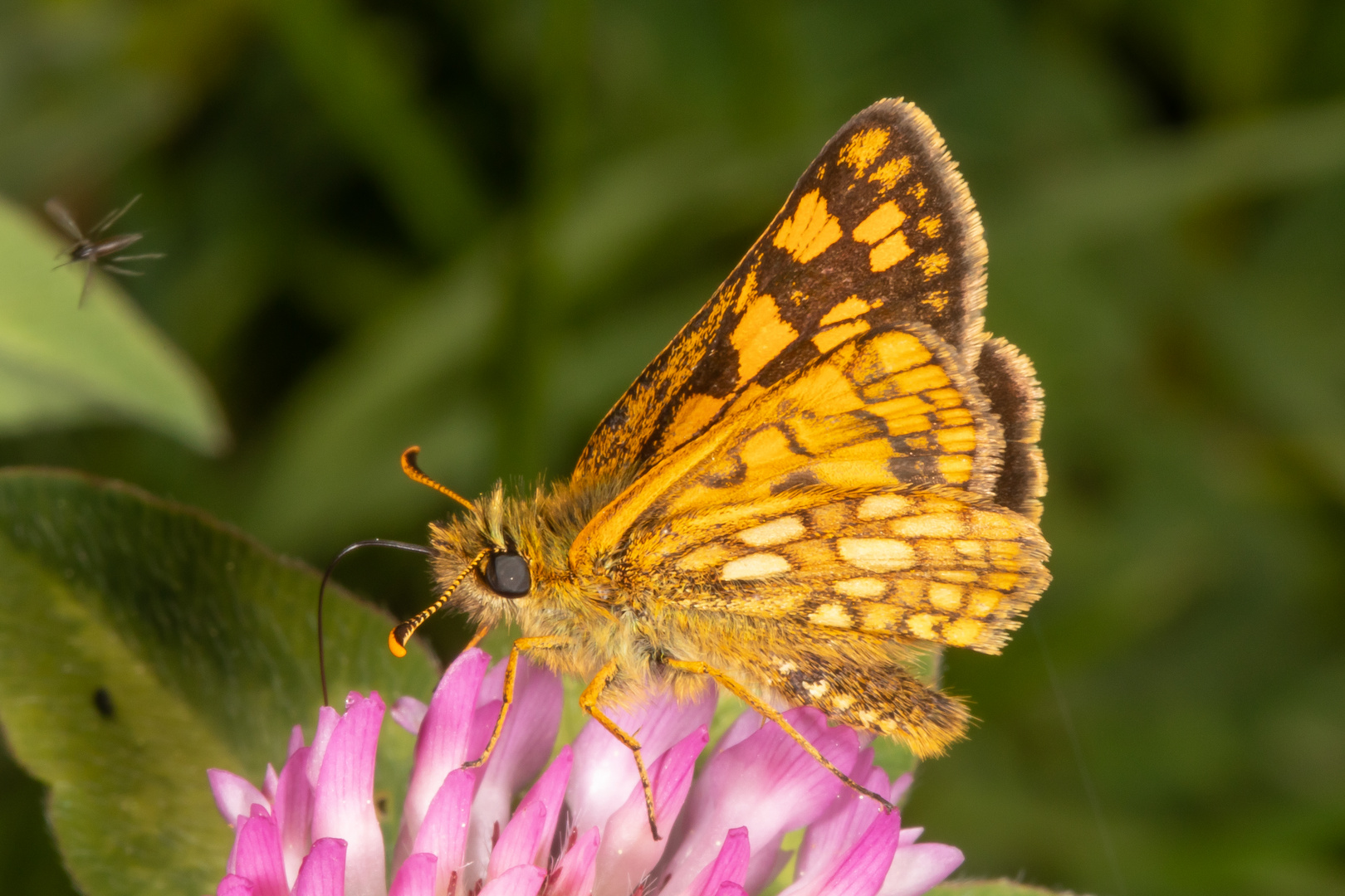 Gelbwürfeliger Dickkopffalter (Carterocephalus palaemon)