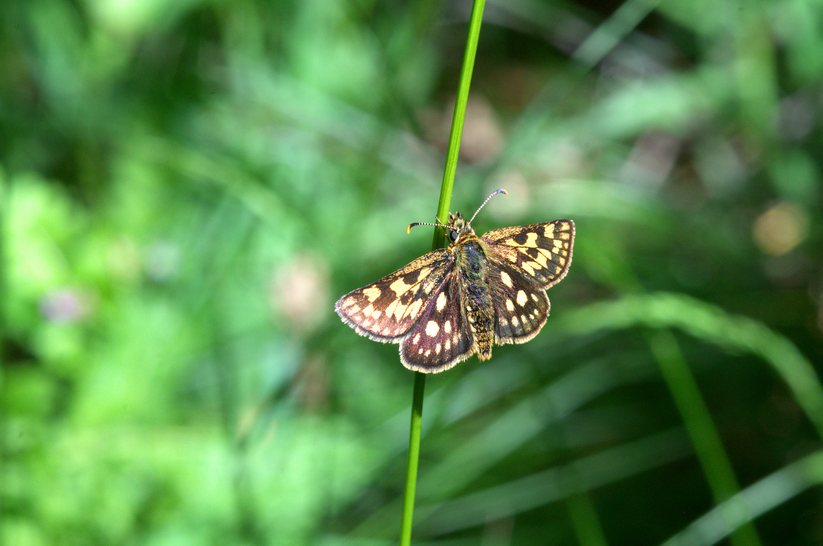 ,, Gelbwürfeliger Dickkopffalter ( Carterocephalus palaemon )