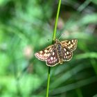 ,, Gelbwürfeliger Dickkopffalter ( Carterocephalus palaemon )