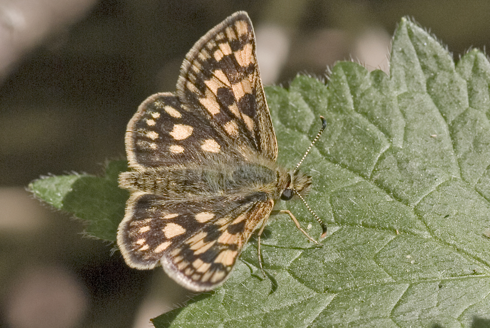 Gelbwürfeliger Dickkopffalter (Carterocephalus palaemon)