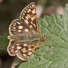 Gelbwürfeliger Dickkopffalter (Carterocephalus palaemon)