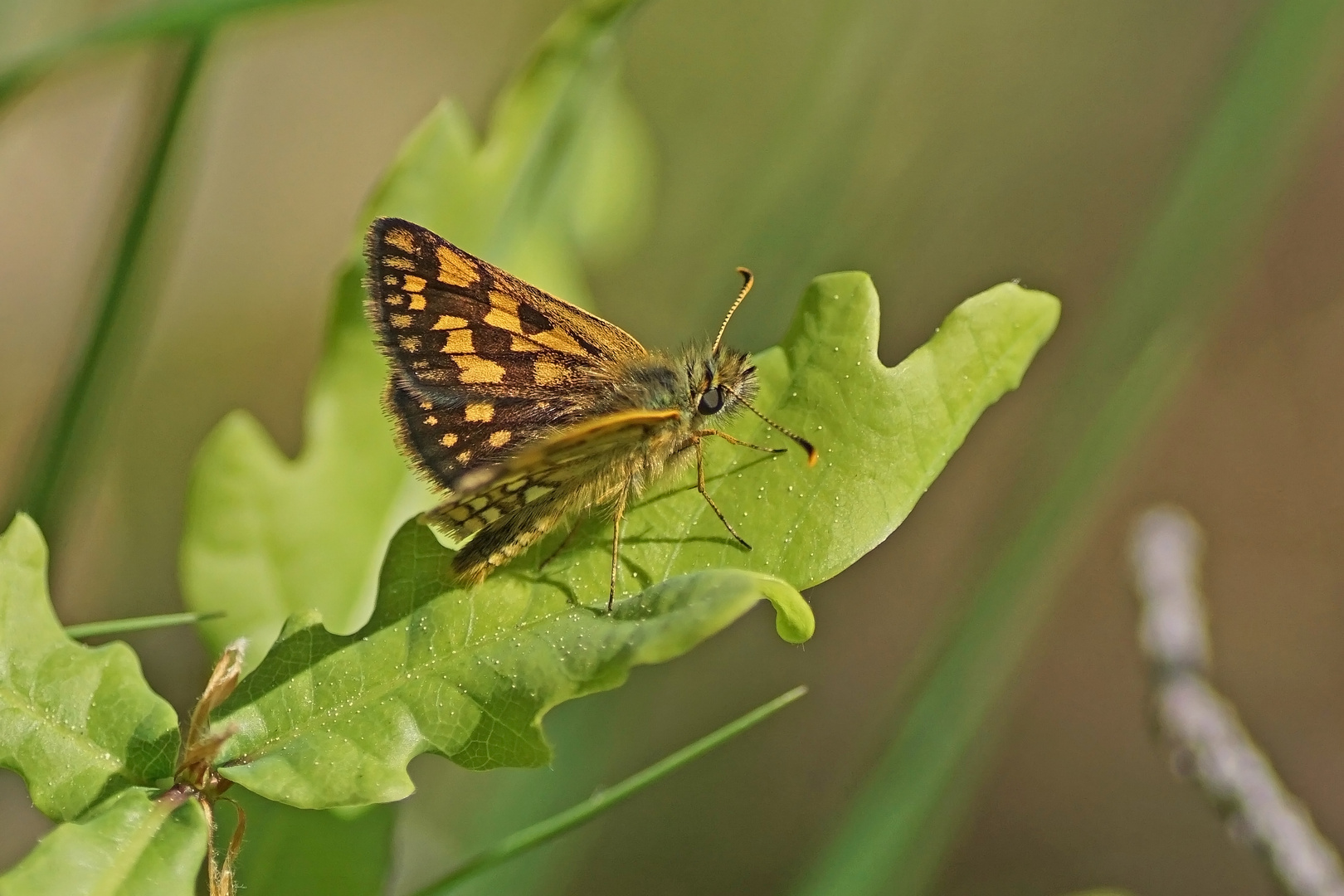 Gelbwürfeliger Dickkopffalter (Carterocephalus palaemon)