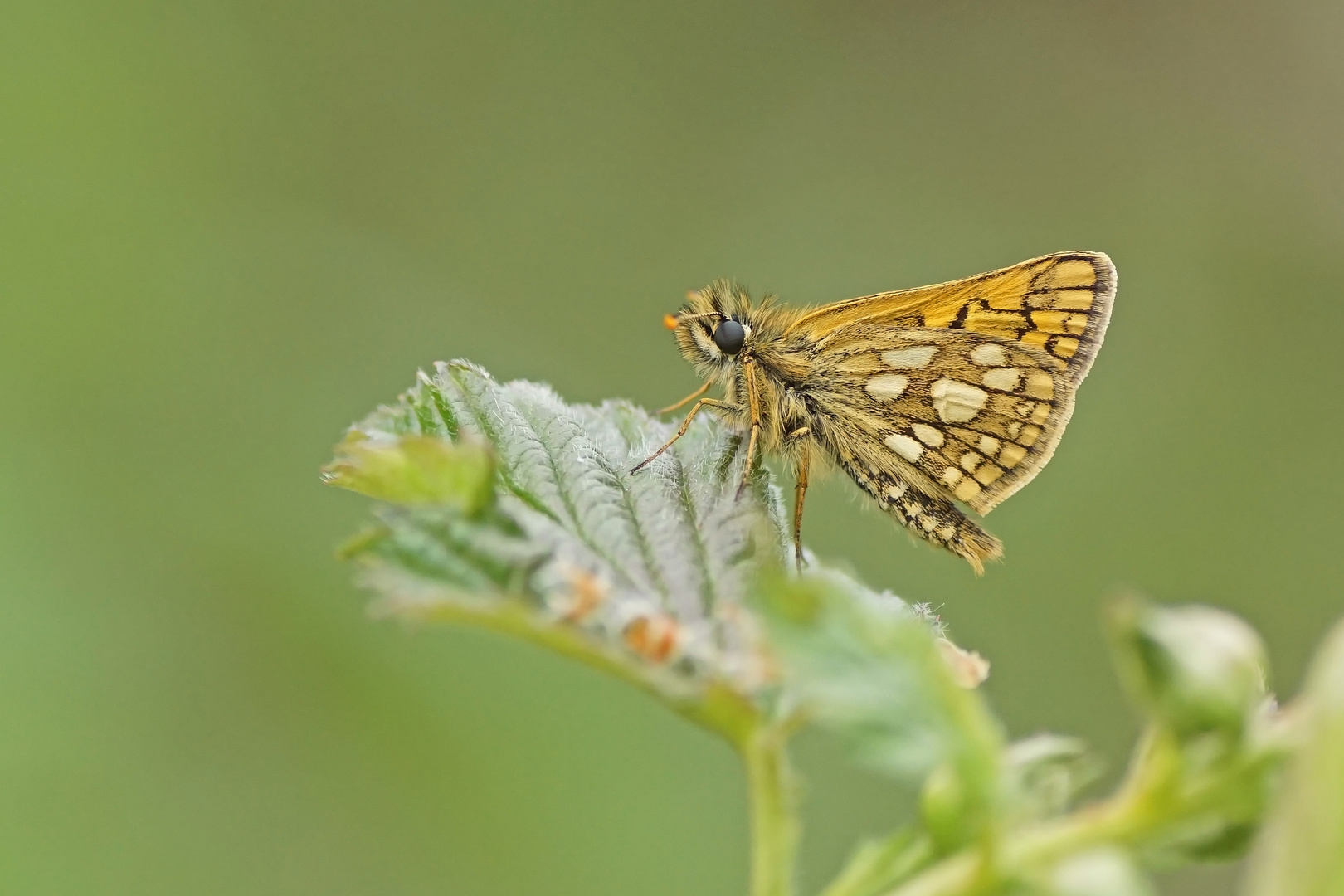 Gelbwürfeliger Dickkopffalter (Carterocephalus palaemon)