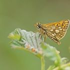 Gelbwürfeliger Dickkopffalter (Carterocephalus palaemon)