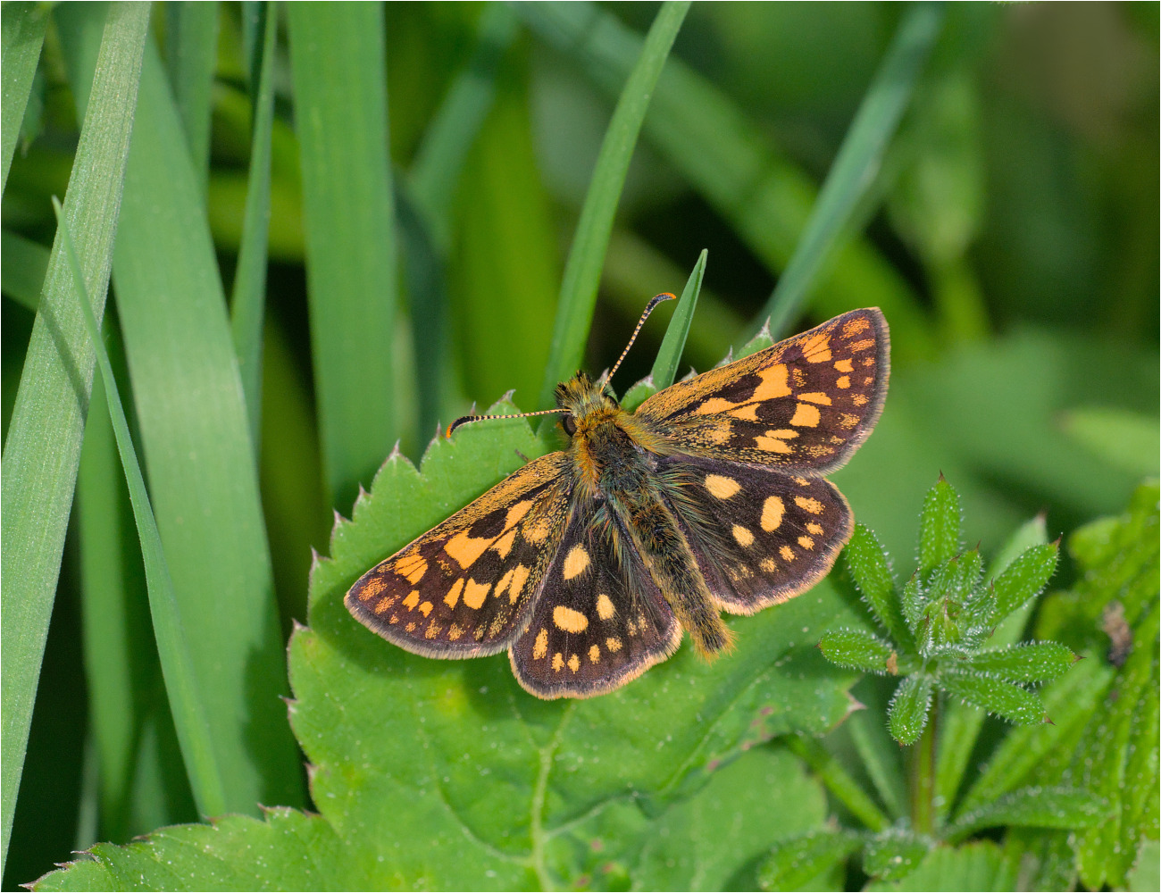 Gelbwürfeliger Dickkopffalter (Carterocephalus palaemon)