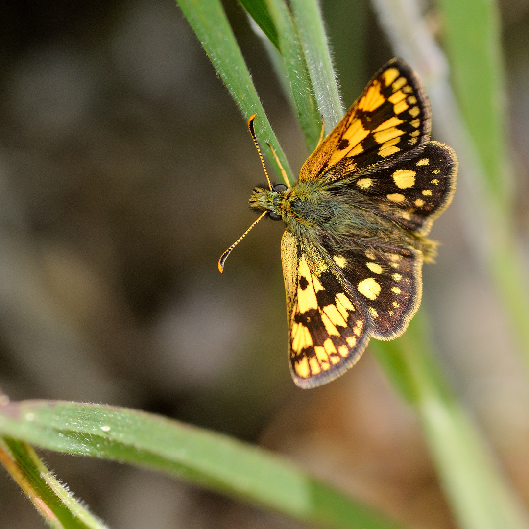 Gelbwürfeliger Dickkopffalter (Carterocephalus palaemon)