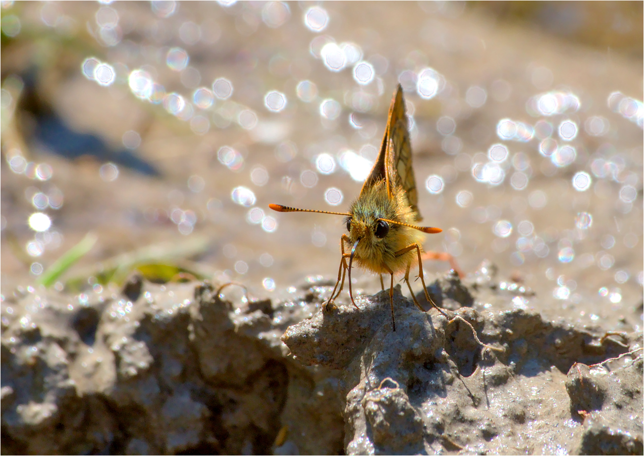 Gelbwürfeliger Dickkopffalter (Carterocephalus palaemon)