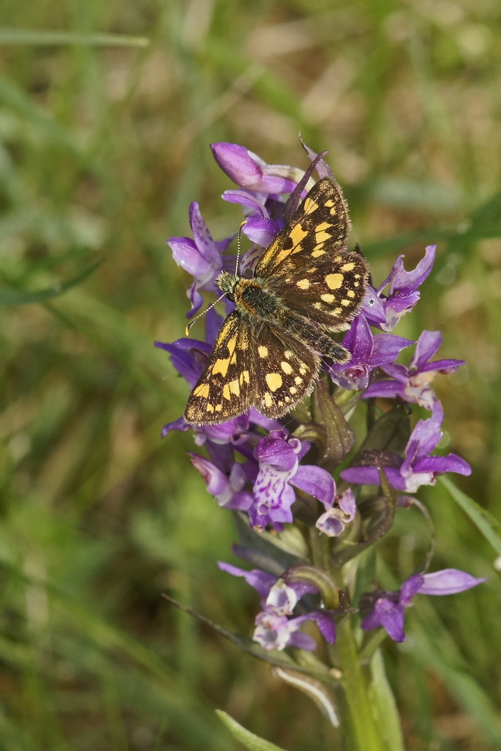 Gelbwürfeliger Dickkopffalter (Carterocephalus palaemon)