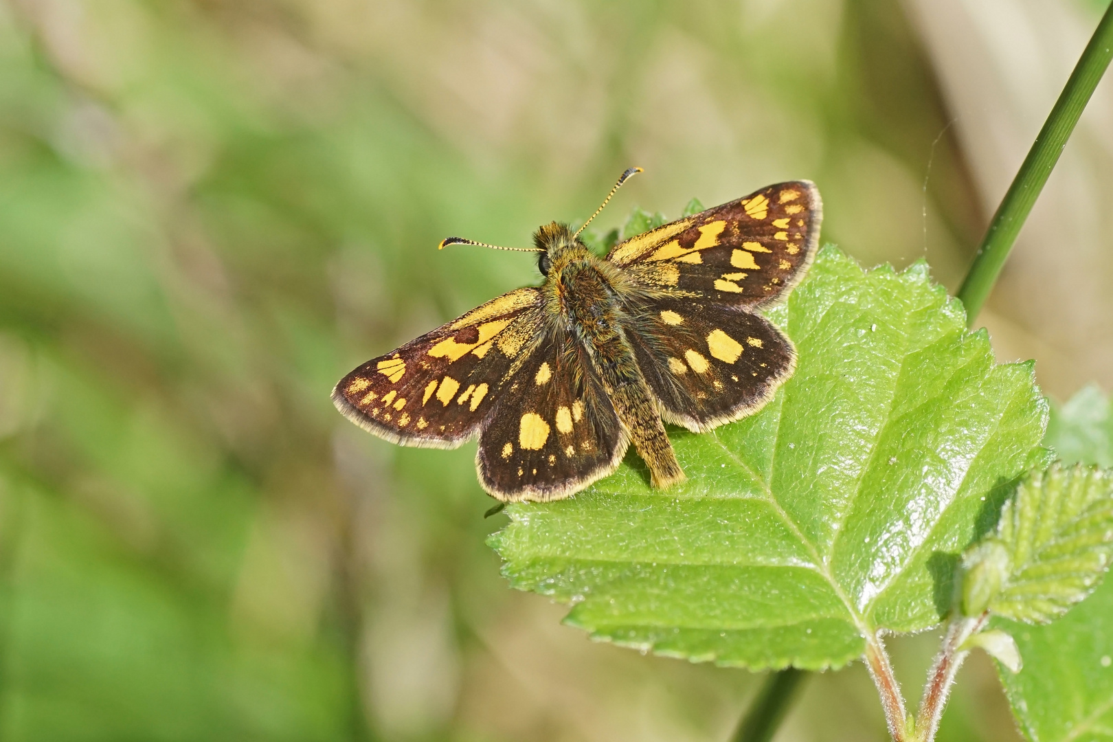 Gelbwürfeliger Dickkopffalter (Carterocephalus palaemon)