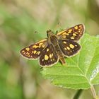 Gelbwürfeliger Dickkopffalter (Carterocephalus palaemon)