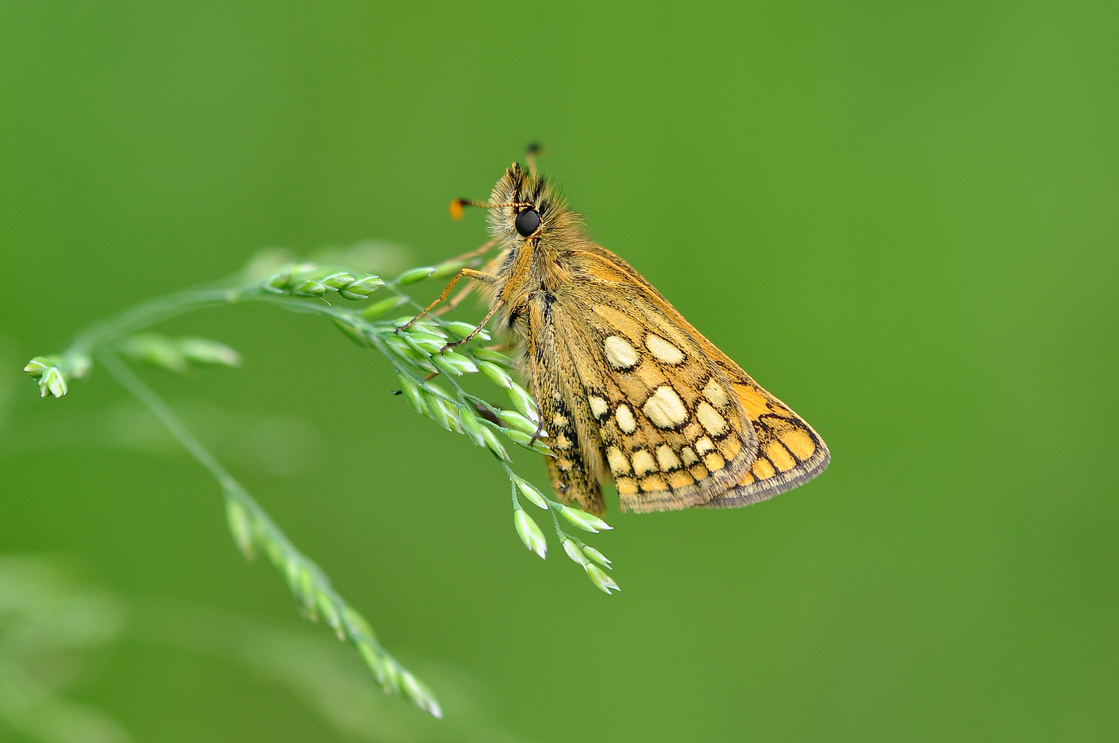 Gelbwürfeliger Dickkopffalter (Carterocephalus palaemon)