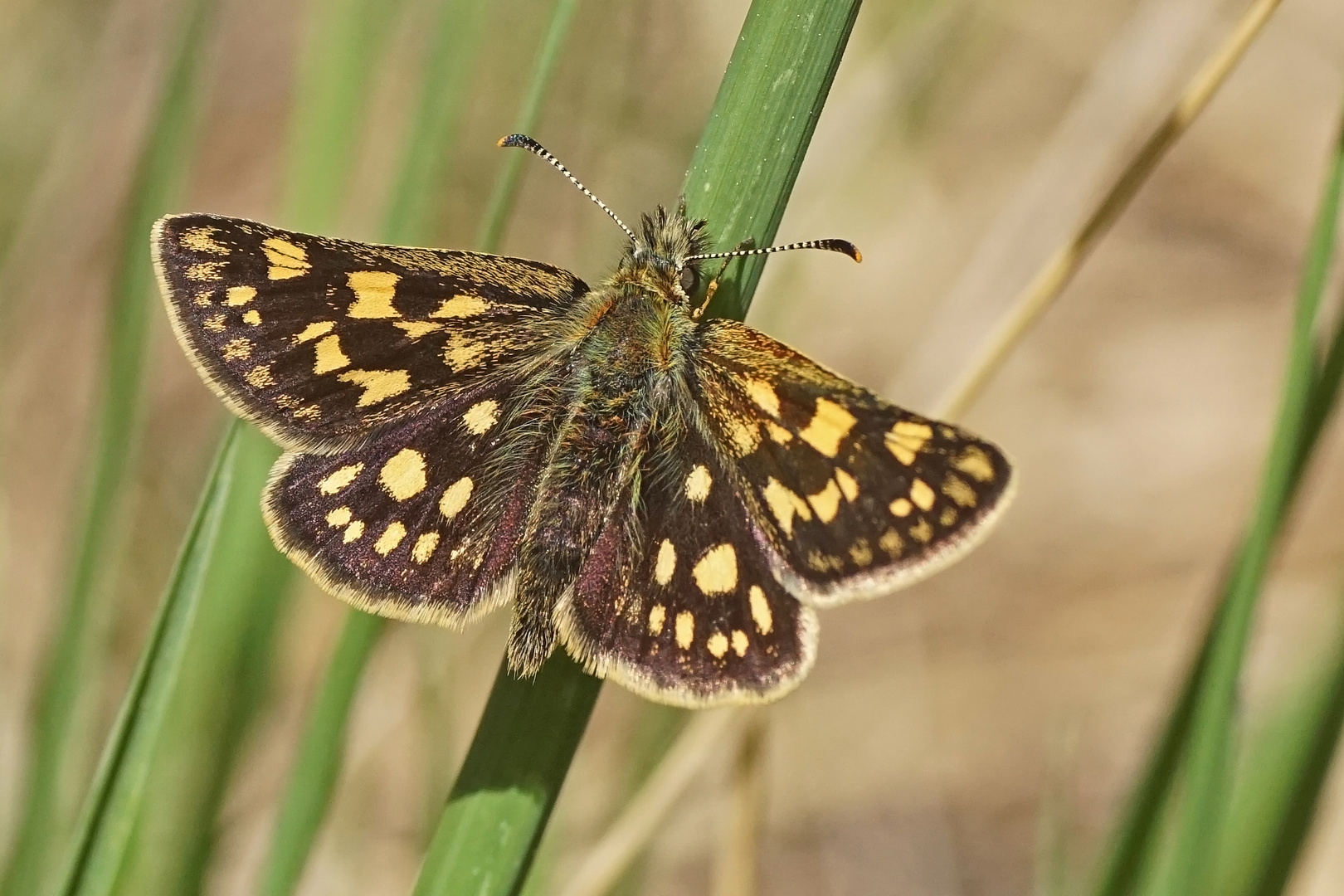 Gelbwürfeliger Dickkopffalter (Carterocephalus palaemon)