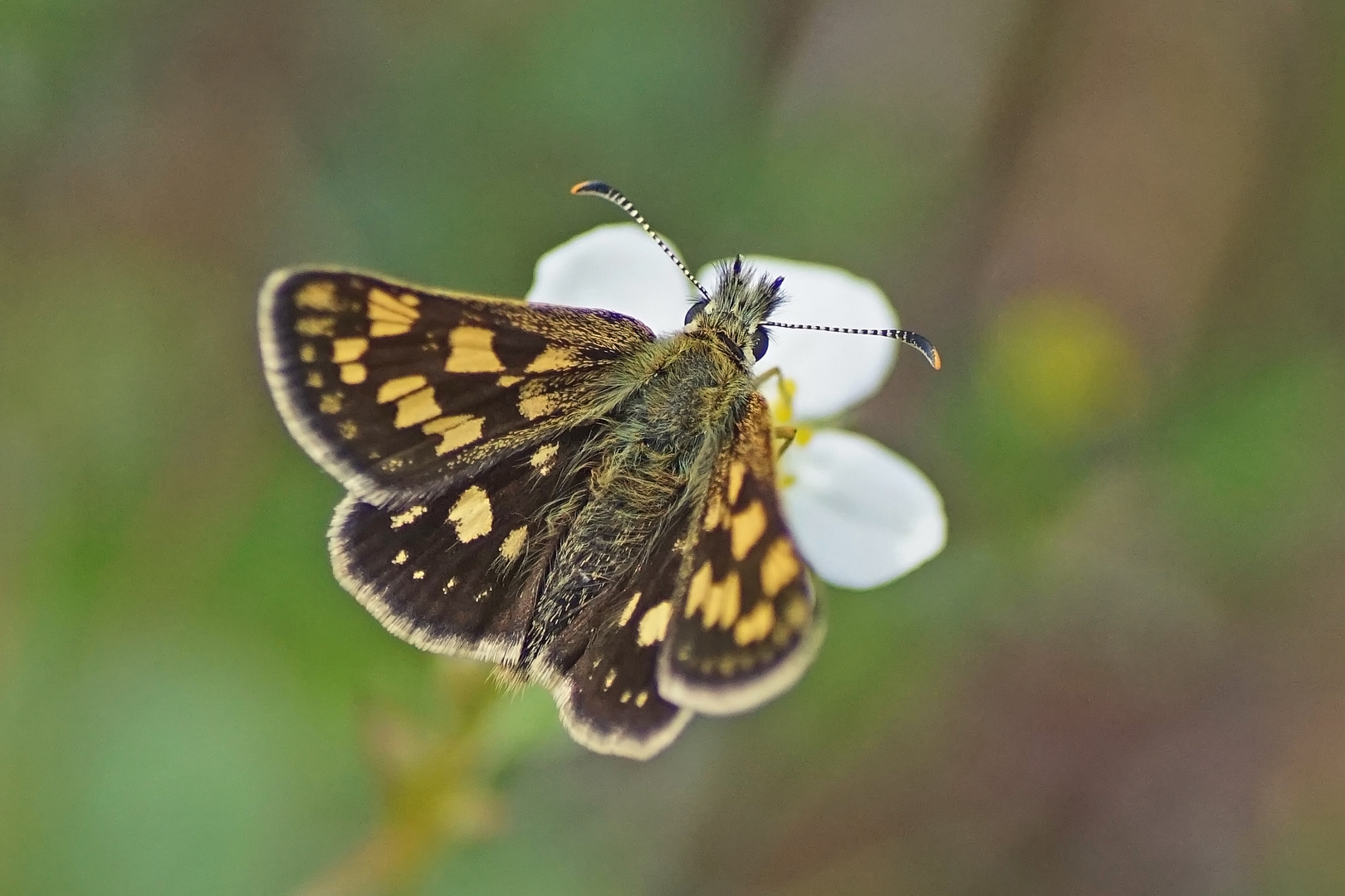 Gelbwürfeliger Dickkopffalter (Carterocephalus palaemon)