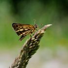 ,, Gelbwürfeliger Dickkopffalter (Carterocephalus palaemon) ,,