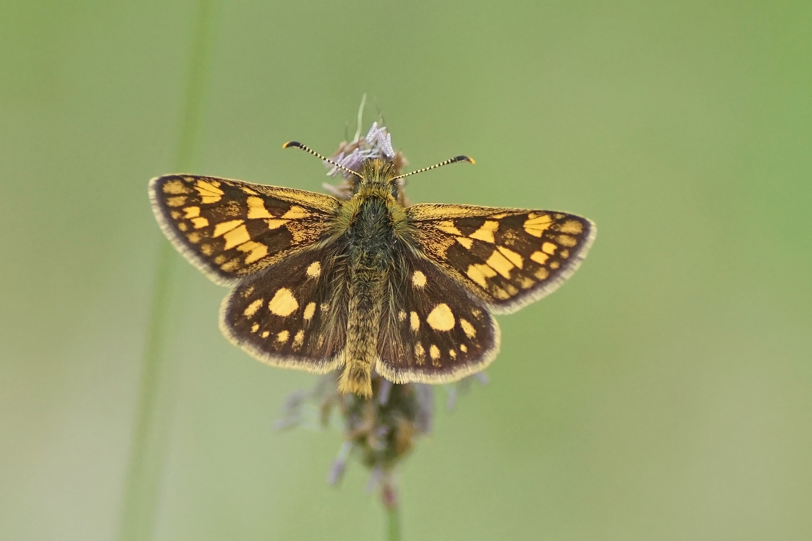 Gelbwürfeliger Dickkopffalter (Carterocephalus palaemon)