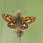 Gelbwürfeliger Dickkopffalter (Carterocephalus palaemon)