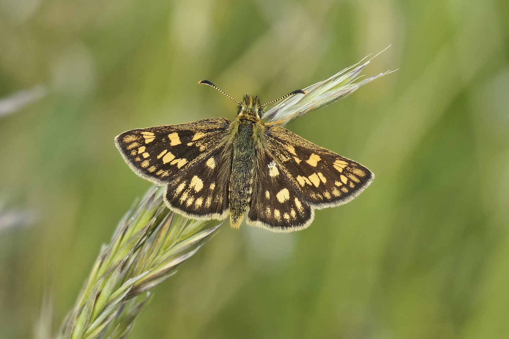 Gelbwürfeliger Dickkopffalter (Carterocephalus palaemon)