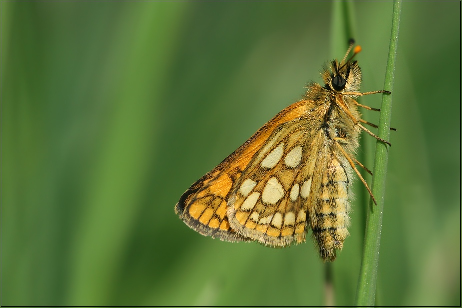 Gelbwürfeliger Dickkopffalter (Carterocephalus palaemon)