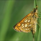 Gelbwürfeliger Dickkopffalter (Carterocephalus palaemon)