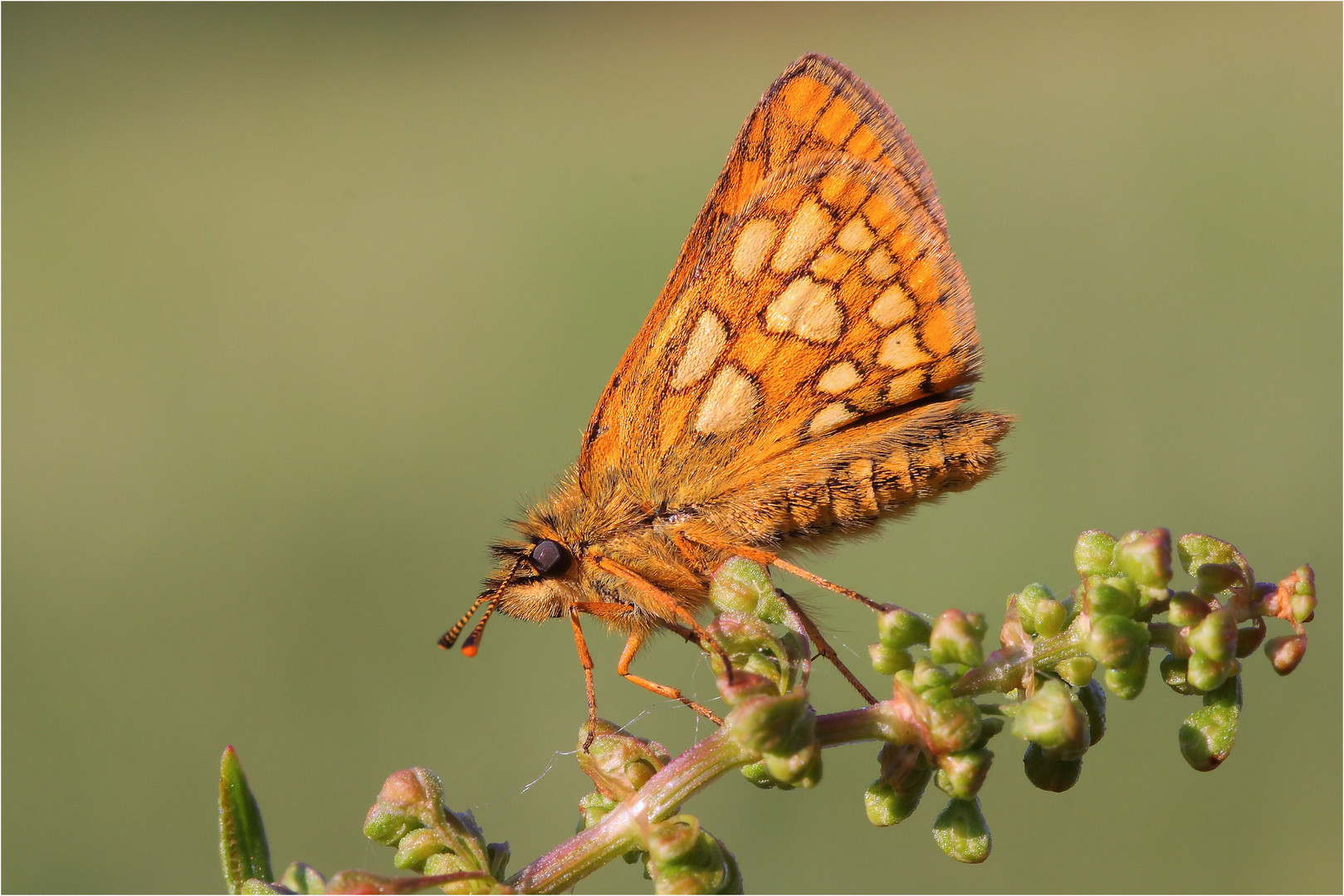 Gelbwürfeliger Dickkopffalter (Carterocephalus palaemon)